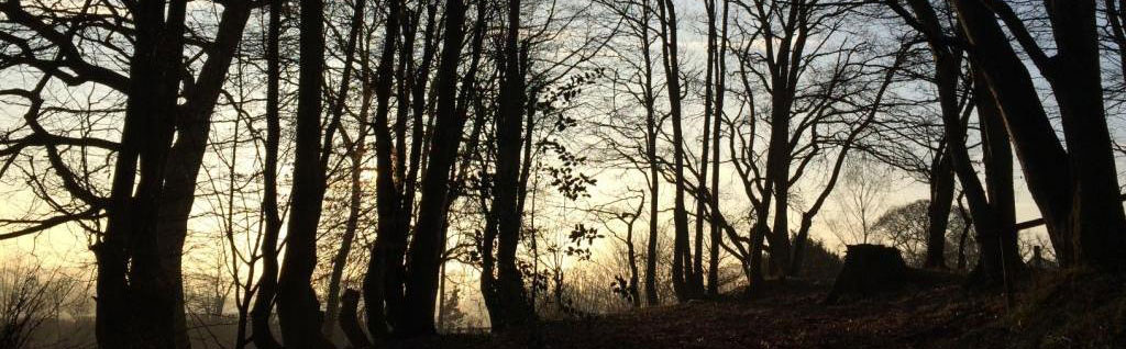 Historic Woodland, Stormontfield, Perthshire